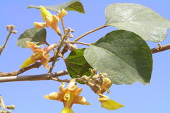 Gmelina arborea